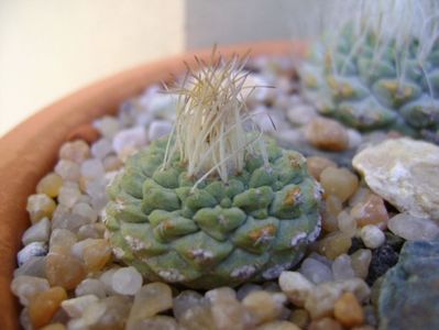 Strombocactus disciformis ssp. jarmillae, Jalpan Mx.; replantate in 18 aug. 2019
