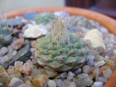 Strombocactus disciformis ssp. jarmillae, Jalpan Mx.; replantate in 18 aug. 2019
