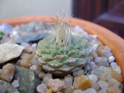 Strombocactus disciformis ssp. jarmillae, Jalpan Mx.; replantate in 18 aug. 2019
