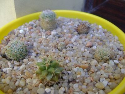 Grup de 6 Mammillaria; Mammillaria perezdelarosae
Mammillaria stella-de-tacubaya
Mammillaria peninsularis
Mammillaria perbella v. lanata, San Pablo, Queretaro, Mx
Mammillaria boolii
Mammillaria grahamii   

replantate in 19
