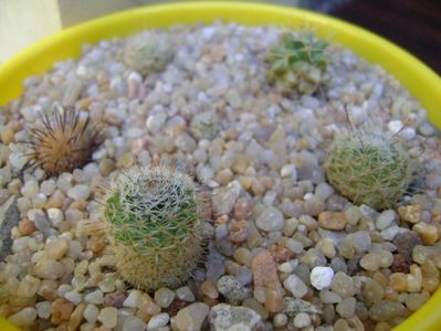 Grup de 6 Mammillaria; Mammillaria perezdelarosae
Mammillaria stella-de-tacubaya
Mammillaria peninsularis
Mammillaria perbella v. lanata, San Pablo, Queretaro, Mx
Mammillaria boolii
Mammillaria grahamii   

replantate in 19
