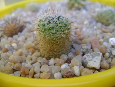 Mammillaria perbella v. lanata, San Pablo, Queretaro, Mx; replantate in 19 aug. 2019
