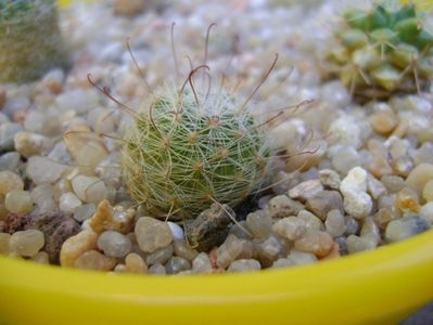 Mammillaria grahamii; replantate in 19 aug. 2019
