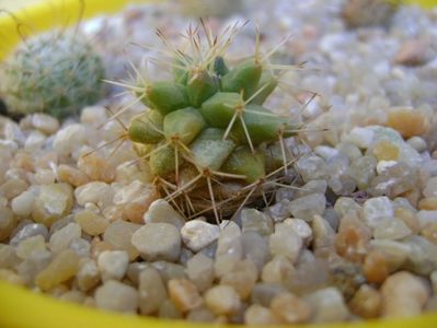 Mammillaria peninsularis; replantate in 19 aug. 2019
