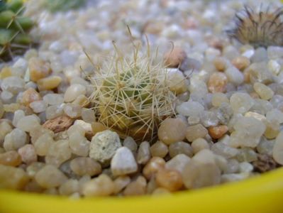 Mammillaria boolii; replantate in 19 aug. 2019
