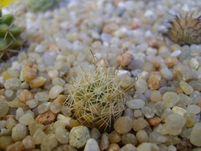 Mammillaria boolii; replantate in 19 aug. 2019
