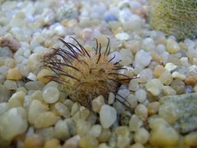 Mammillaria stella-de-tacubaya; replantate in 19 aug. 2019
