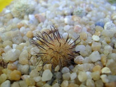 Mammillaria stella-de-tacubaya; replantate in 19 aug. 2019
