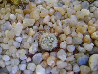 Mammillaria perezdelarosae; replantate in 19 aug. 2019
