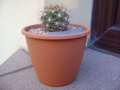 Weingartia lanata (Rebutia neocumingii ssp. lanata); replantate in 20 aug. 2019
