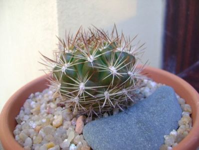 Weingartia lanata (Rebutia neocumingii ssp. lanata); replantate in 20 aug. 2019
