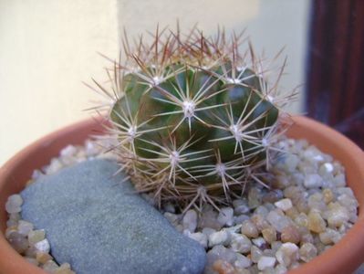 Weingartia lanata (Rebutia neocumingii ssp. lanata); replantate in 20 aug. 2019
