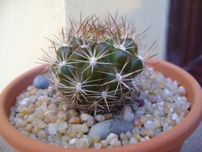 Weingartia lanata (Rebutia neocumingii ssp. lanata); replantate in 20 aug. 2019
