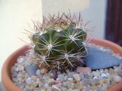 Weingartia lanata (Rebutia neocumingii ssp. lanata); replantate in 20 aug. 2019
