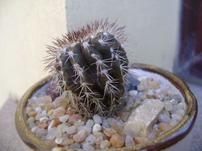 Uebelmannia pectinifera; replantate in 20 aug. 2019
