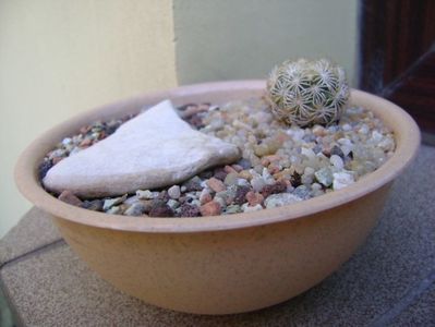 Coryphantha echinus, SB377 Val Verde Co, TX; replantate in 20 aug. 2019
