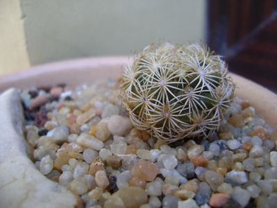 Coryphantha echinus, SB377 Val Verde Co, TX; replantate in 20 aug. 2019
