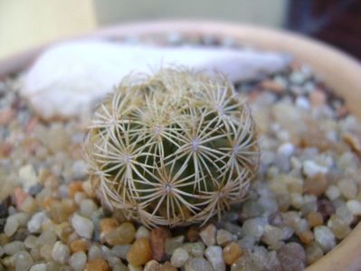 Coryphantha echinus, SB377 Val Verde Co, TX; replantate in 20 aug. 2019
