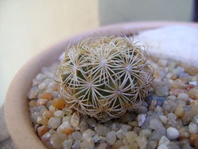 Coryphantha echinus, SB377 Val Verde Co, TX; replantate in 20 aug. 2019
