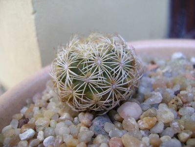 Coryphantha echinus, SB377 Val Verde Co, TX; replantate in 20 aug. 2019
