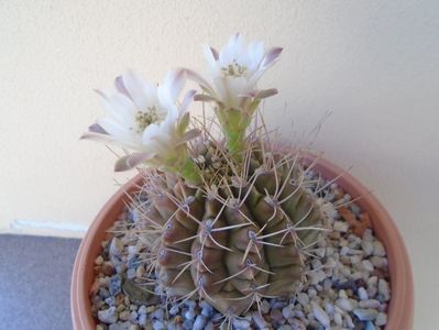 Gymnocalycium mihanovichii