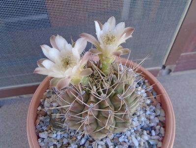 Gymnocalycium mihanovichii