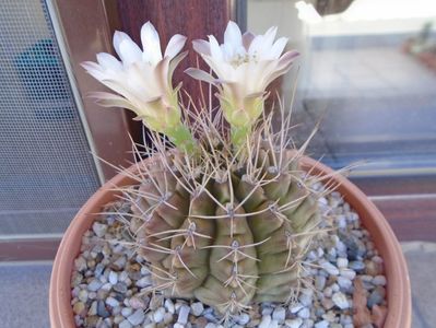 Gymnocalycium mihanovichii