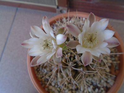 Gymnocalycium mihanovichii