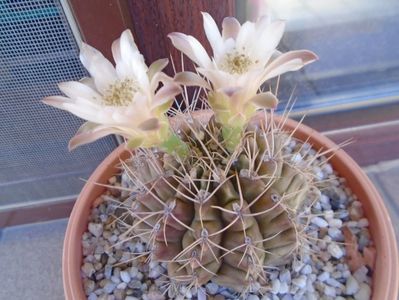 Gymnocalycium mihanovichii