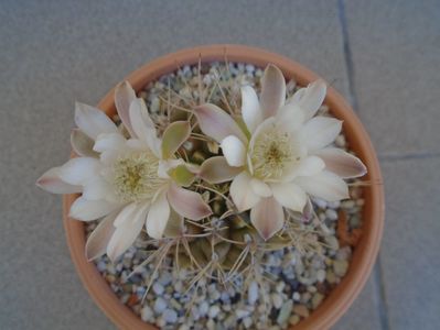 Gymnocalycium mihanovichii