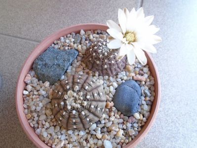 Gymnocalycium ragonesei, 2 ex.