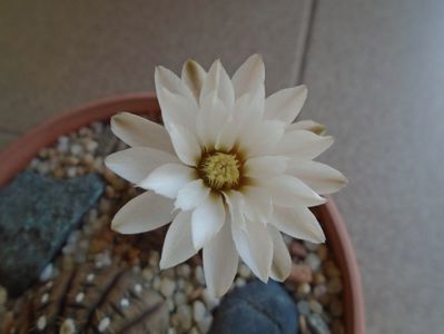 Gymnocalycium ragonesei