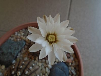 Gymnocalycium ragonesei