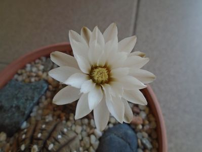 Gymnocalycium ragonesei