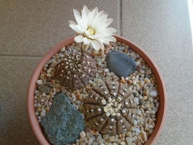 Gymnocalycium ragonesei