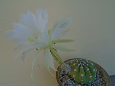 Echinopsis subdenudata (ancistrophora)