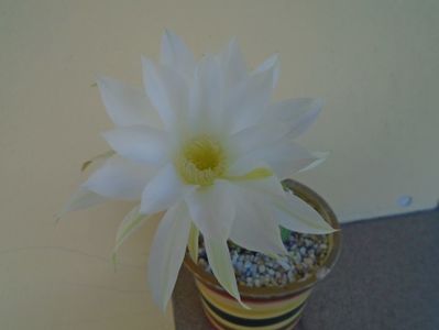 Echinopsis subdenudata (ancistrophora)