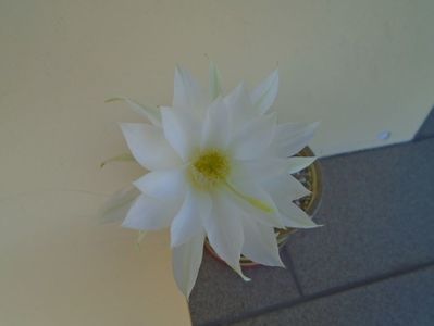 Echinopsis subdenudata (ancistrophora)