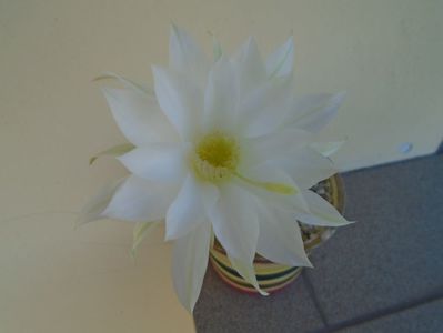 Echinopsis subdenudata (ancistrophora)