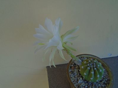 Echinopsis subdenudata (ancistrophora)