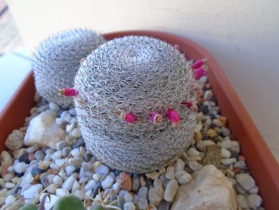 Mammillaria perbella cv. superfina