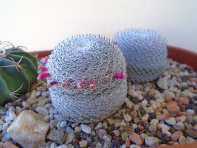 Mammillaria perbella cv. superfina