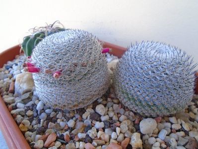 Mammillaria perbella cv. superfina