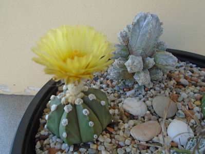 Astrophytum asterias