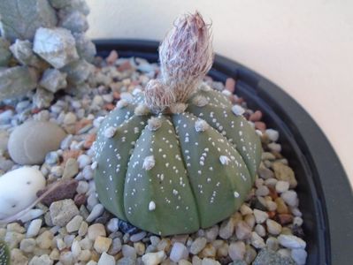 Astrophytum asterias hb.