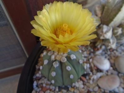 Astrophytum asterias