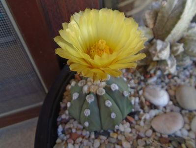 Astrophytum asterias