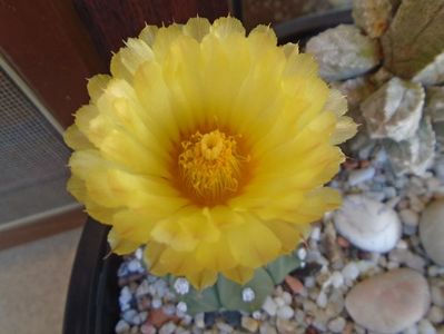 Astrophytum asterias