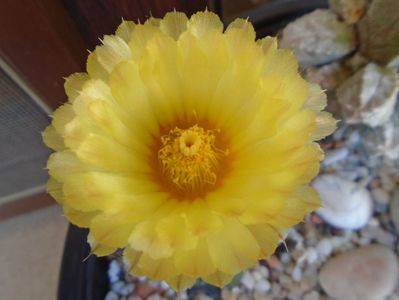 Astrophytum asterias