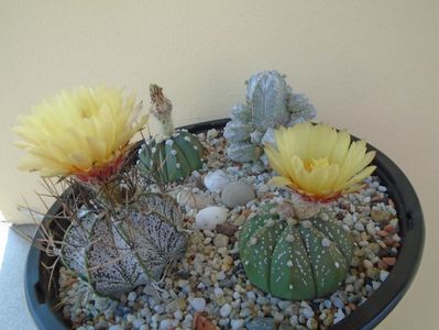 Grup de 4 Astrophytum; Astrophytum asterias
Astrophytum asterias hb.
Astrophytum capricorne
Astrophytum myriostigma cv. Hubuki
